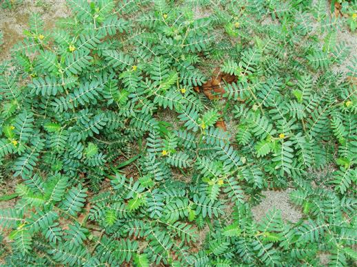 Tribulus terrestris
